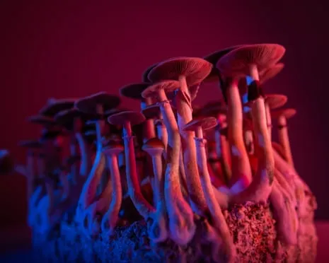 About Psychedelics by Justin Smith-Ruiu: An Intellectual Guide into Mind-Altering Compounds